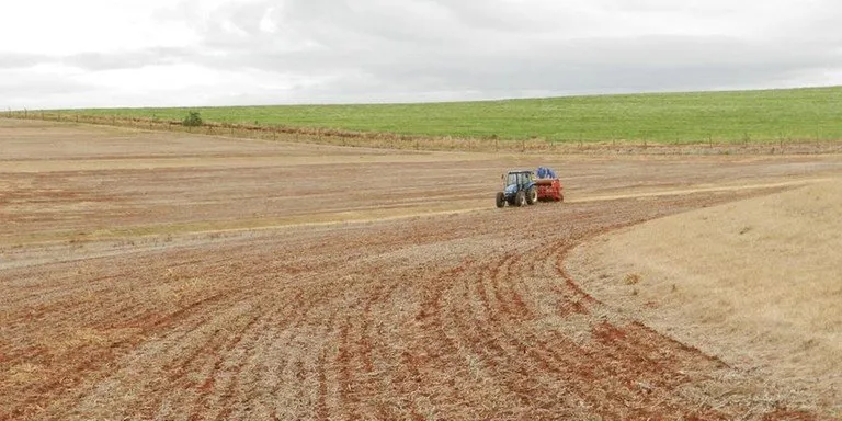 Levantamento da Emater indica que a implantação da lavoura, sempre considerando a área projetada, varia de 30%, na região de Bagé, a 55%, na de Pelotas. | Foto: Luiz Henrique Magnante / Embrapa Trigo / CP