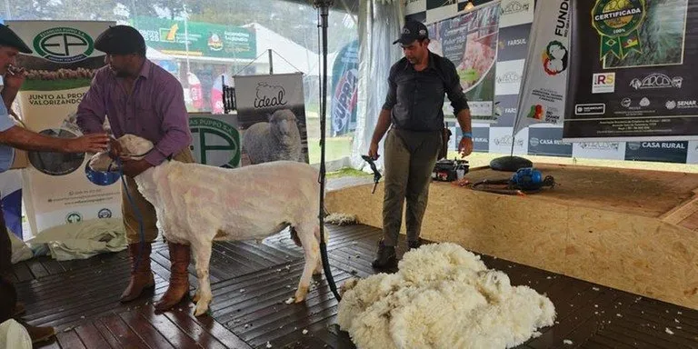 Oitava edição do concurso Melhor Velo Industrial mobilizou 15 dos 42 ovinos da raça Ideal da Expointer | Foto: Divulgação / CP