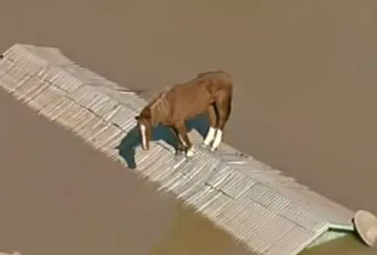 Cavalo fica ilhado no telhado durante enchente no RS (TV Globo/Reprodução)