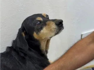 Cão comunitário foi baleado em uma das pernas Foto : Record / Divulgação / CP