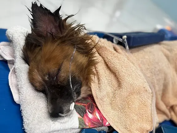 Batizado de Cassiano, o cão foi achado com pulgas, carrapatos e desidrataçãoFoto : Greici Medina / Divulgação / CP