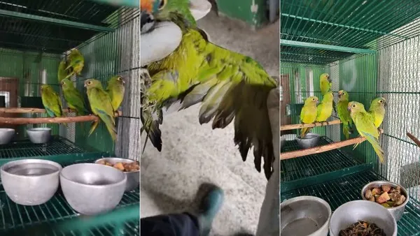 Três das 27 aves resgatadas após queda de árvore morrem durante transporte ao Maranhão — Foto: Instituto Brasileiro do Meio Ambiente e dos Recursos Naturais Renováveis (Ibama)