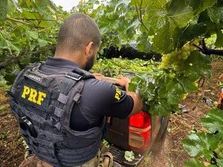 Para fugir, motorista jogou a caminhonete em um plantação de uva em uma propriedade rural e fugiu para um matagal Foto : PRF / CP