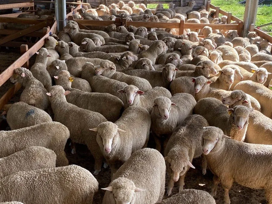 Ovinocultura vivencia o aumento da demanda internacional pela carne, especialmente de países asiáticos e sul-americanos Foto : Associação Brasileira de Criadores de Ovinos da Raça Ideal / Divulgação / CP
