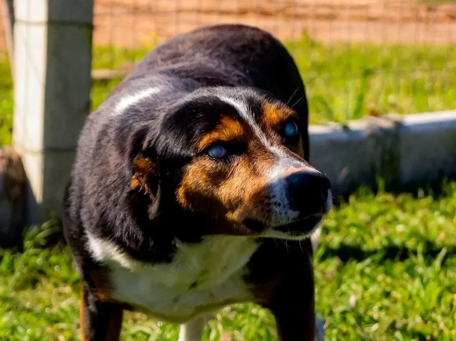 Agora Jack inicia uma nova fase, cercado de amor e cuidado em sua nova casa Foto : Fábio Nascimento / Prefeitura de Nova Santa Rita / CP