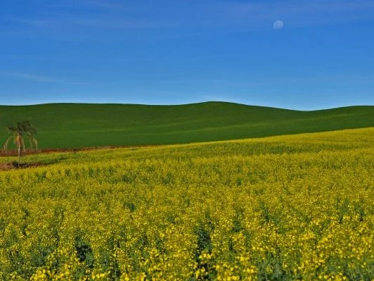 Emater/RS-Ascar destaca que a expectativa é de ampla expansão da área de canola em comparação à safra passadaFoto : Fernando Dias / Seapi / Divulgação / CP