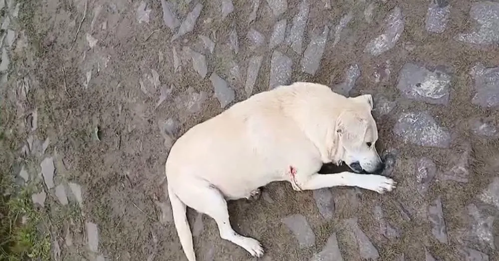 Labrador foi alvejado na barriga e perna Foto : Reprodução / Redes sociais / CP