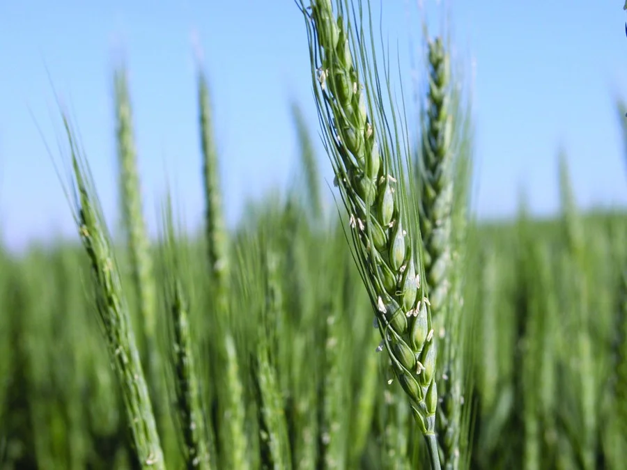 Segundo os pesquisadores, se torna viável a extração do DNA de uma amostra para identificar os microrganismos que podem beneficiar o cultivo em determinada região Foto : Paulo Kurtz / Embrapa Trigo / Divulgação / CP