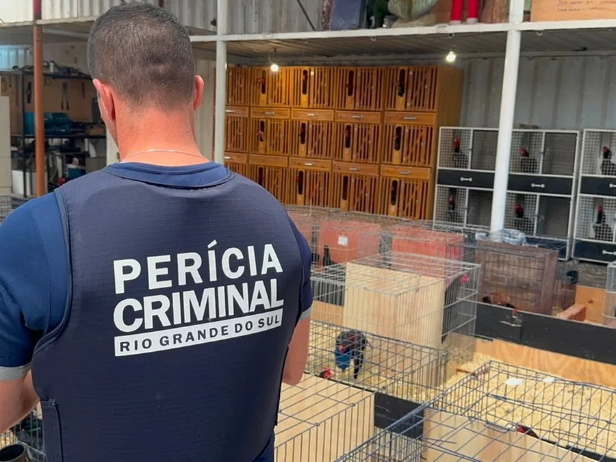 Cunhado de Cristiano Ronaldo nega envolvimento com rinhas de galo e diz que criatório tem foco em genética