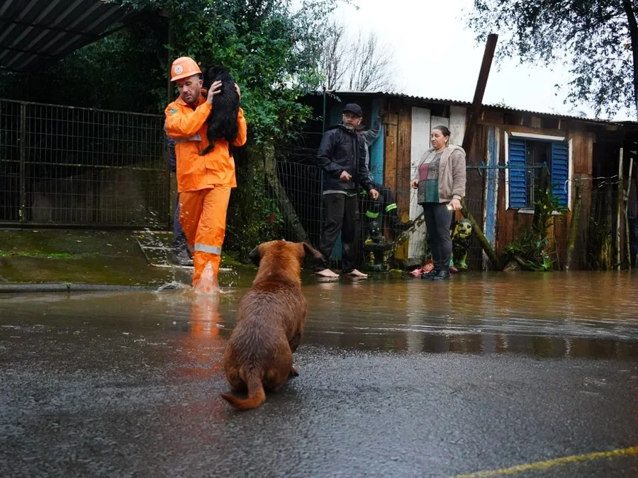 Animais resgatados foram encaminhados para a Coordenadoria de Bem-Estar Animal, onde recebem os cuidados necessários Foto : André Richard / Prefeitura de Passo Fundo / CP