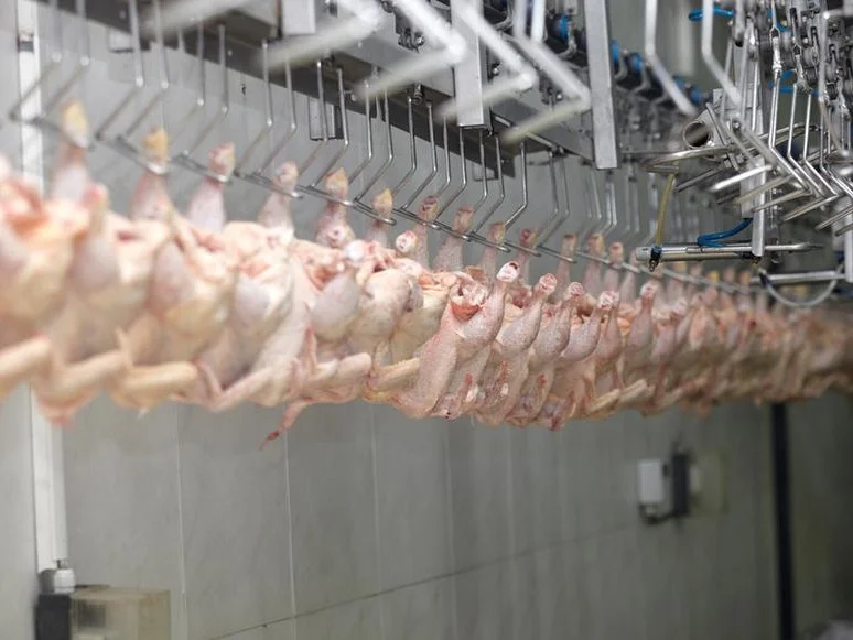 ABPA destaca o alto padrão de biosseguridade da avicultura brasileira Foto : Asgav/Divulgação/CP