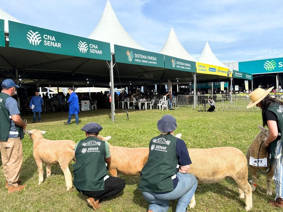 Julgamentos de classificação envolvem em torno de 15 categorias Foto : Stéphany Franco/ Correio do Povo / CP