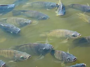 Peixes são pecilotérmicos, ou seja, sua temperatura corporal acompanha a do ambiente Foto : MCassab / Divulgação / CP