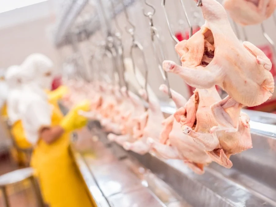 Brasil exportou por dia em média 30 mil toneladas de frango nos cinco primeiros dias úteis de agosto Foto : Asgav / Divulgação / CP