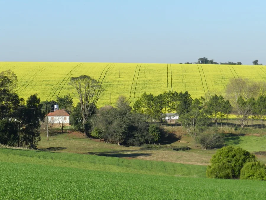 Mesmo com a rotação de culturas, ou seja, um plantio a cada três anos, é possível cultivar 1,4 milhão de hectares a cada ano Foto : Luiz Henrique Magnante / Embrapa Trigo / Divulgação / CP