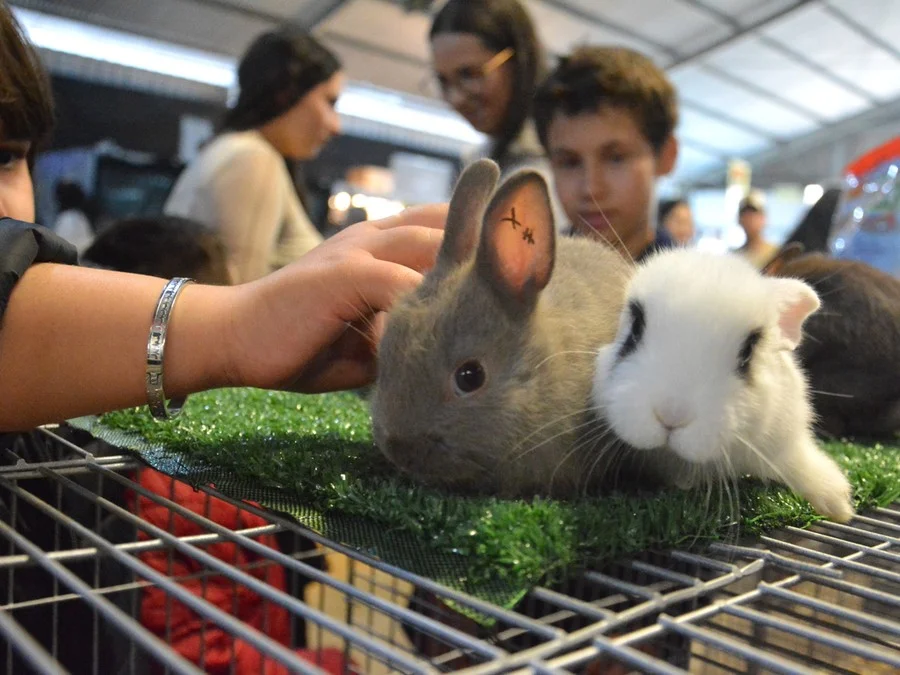Coelhos são grande atração do público no Pavilhão de Pequenos Animais na 49ª Expointer Foto : Alina Souza