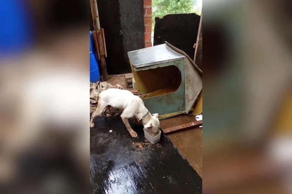 Mulher é presa em flagrante por suspeita de maus-tratos a pitbull em Caxias do Sul