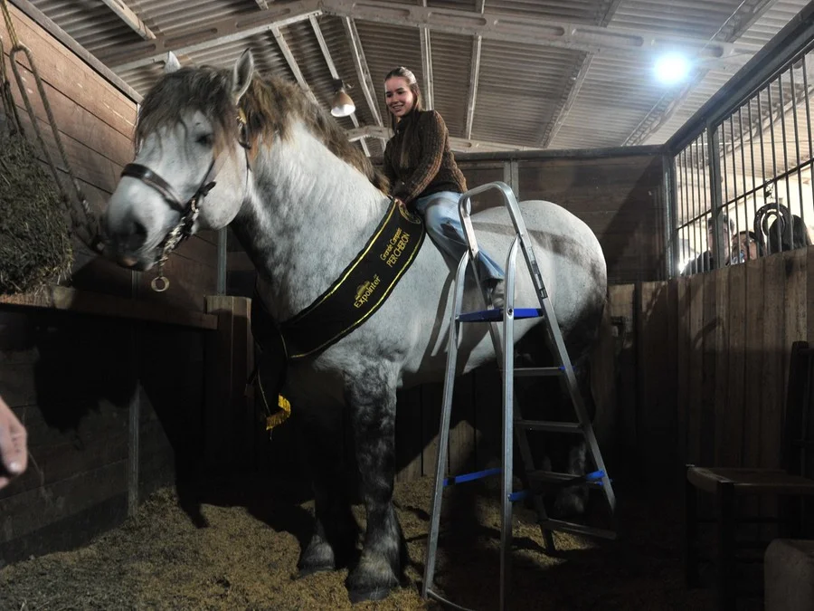 Os cavalos da raça surgiram na França como animais de tração pesada Foto : Mauro Schaefer