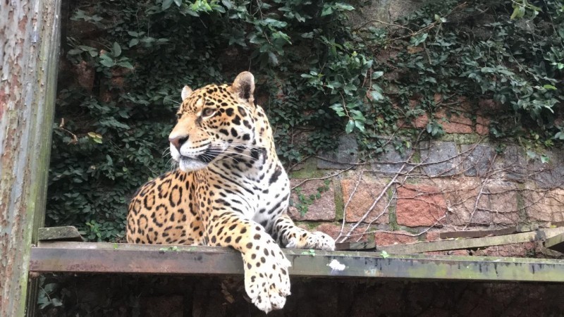 Cheetos, ao ficar órfão quando era filhote, foi tratado por humanos, por isso não foi possível soltá-lo novamente na natureza - Foto: Vanessa Silva/Sema