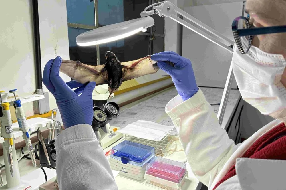 Raiva herbívora exige atenção e prevenção no meio rural