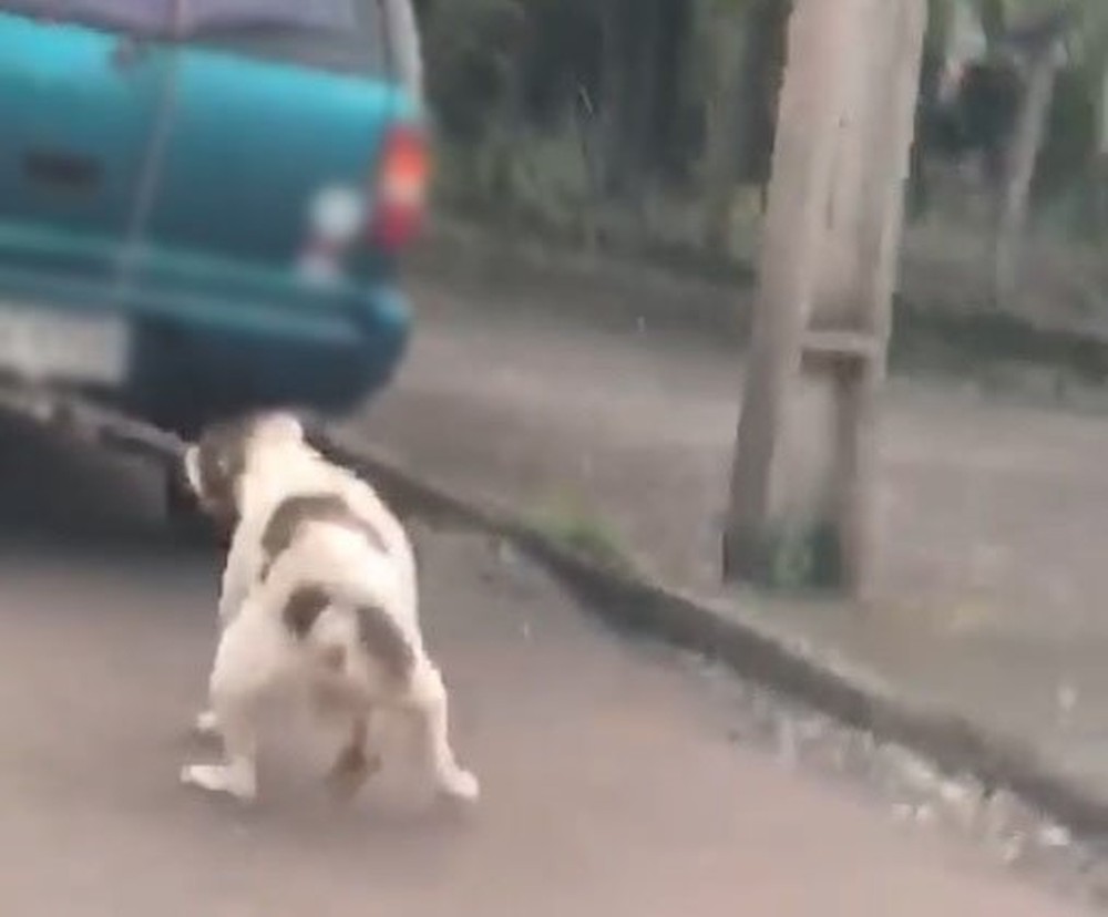 Cachorro é amarrado a carro em movimento em Ijuí — Foto: Reprodução