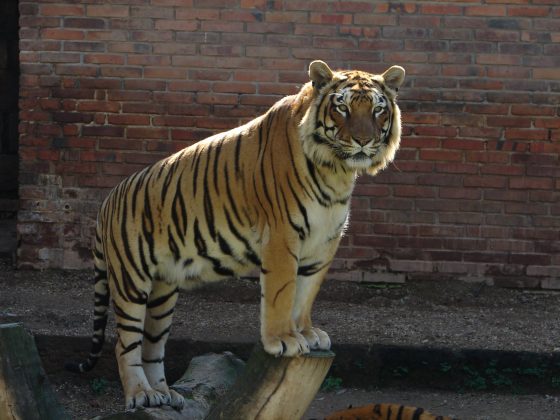 Esta será a 2ª vez que o Estado tenta encontrar uma interessada no parque. Foto: Sergio Bavaresco/Fundação Zoobotânica