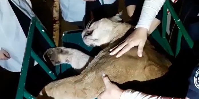 Felino foi levado ao Hospital Veterinário de Passo Fundo | Foto: PRF / Divulgação / CP