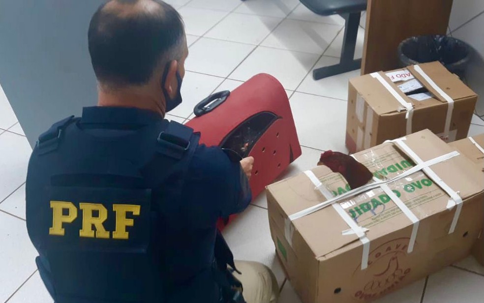 Animais apreendidos pela PRF, em Sarandi, estavam em malas e caixas de papelão — Foto: PRF/Divulgação