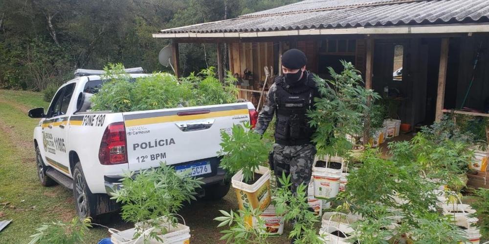 Maconha foi apreendida em área rural de Caxias do Sul | Foto: Brigada Militar / Divulgação / CP