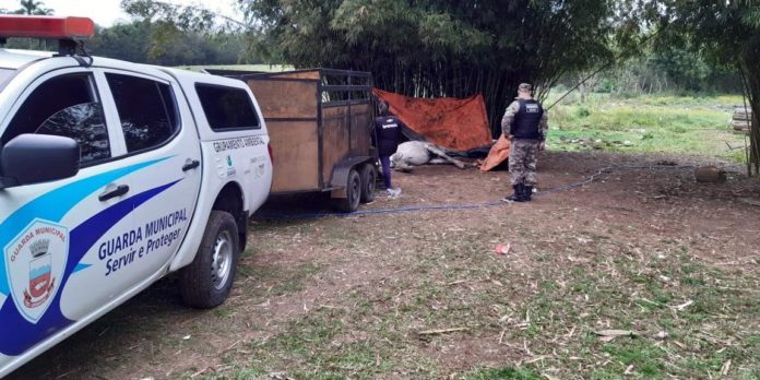 Equinos foram encontrados caídos em uma propriedade na Costa do Ipiranga | Foto: Guarda Municipal de Gravataí / CP