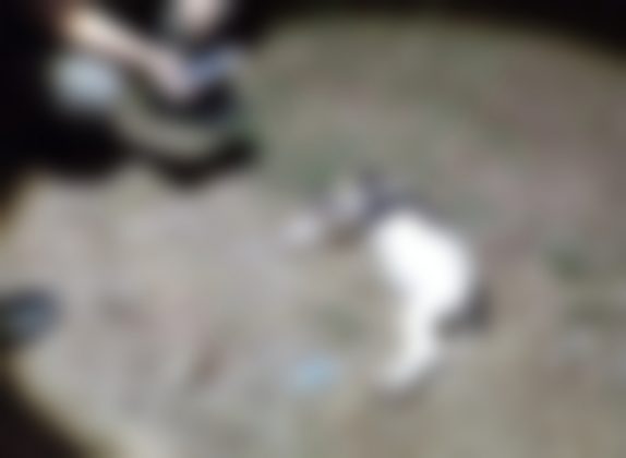 Filhote já estava morto quando foi socorrido por policiais e protetores, na noite do sábado. Foto: Reprodução/Redes Sociais