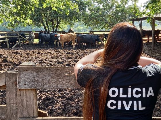 Foto: Polícia Civil / Divulgação