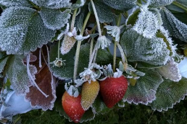Em Flores da Cunha, amanhecer também teve registro de geada e temperaturas baixas nesta quarta-feira Foto: Dyonata Santos / Arquivo pessoal