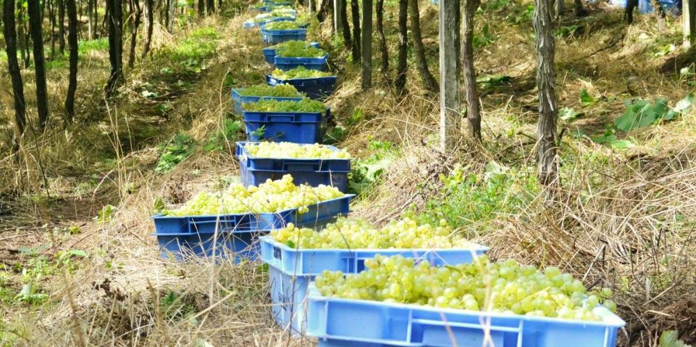 Na última safra, que encerrou em março, foram colhidos 20 milhões de quilos de uva | Foto: Maiquel Vignatti