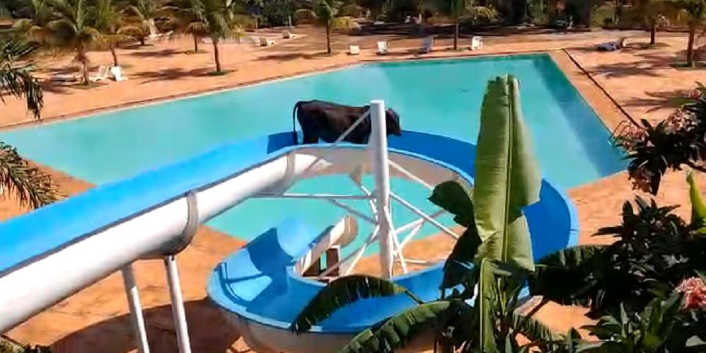 Boi acessou o toboágua e acabou ficando preso ao brinquedo (Reprodução)