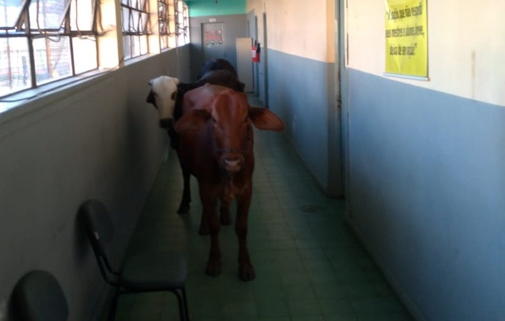 Animais estavam no correr da escola em São Leopoldo — Foto: PMSL/Divulgação