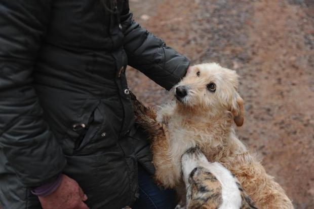 Tuca (poodle branca) e Branco (malhado) trocam afagos com Dona Nair Foto: Antonio Valiente / Agencia RBS