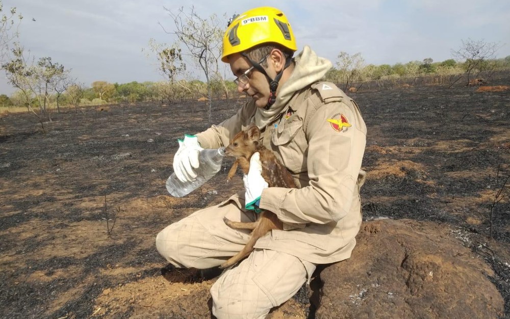 Filhote de veado-campeiro bebe água no colo de bombeiro, em Caldas Novas, Goiás — Foto: Corpo de Bombeiros/Divulgação