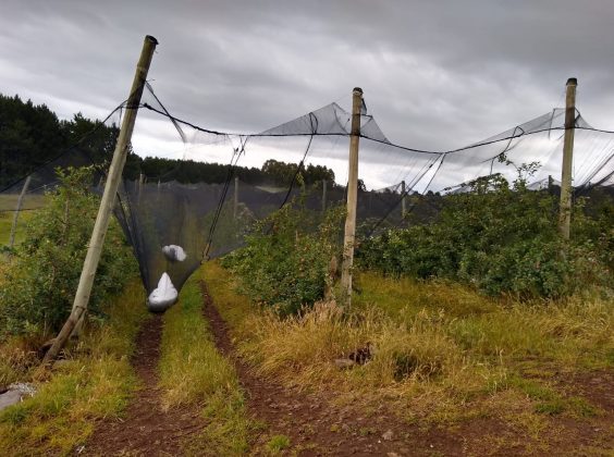 Prejuízos nos pomares da região de Bom Jesus, na Serra Gaúcha (Foto: Divulgação / Douglas Velho / Emater)