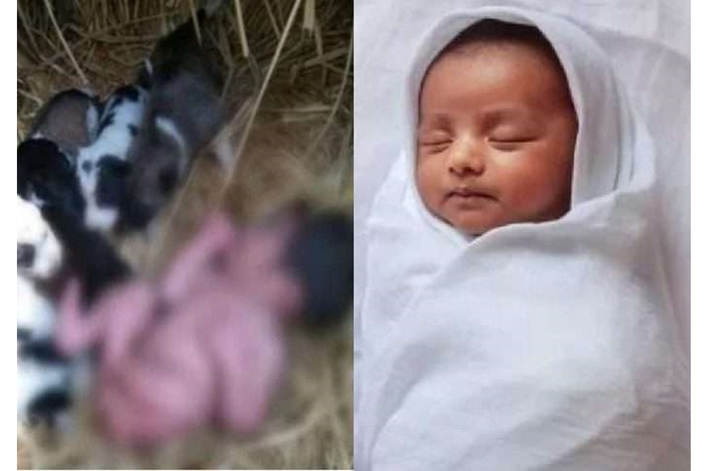 Uma cachorra que tinha acabado de ter filhotes aqueceu e salvou a vida da menina recém-nascida abandonada no mato na Índia - Foto: Facebook