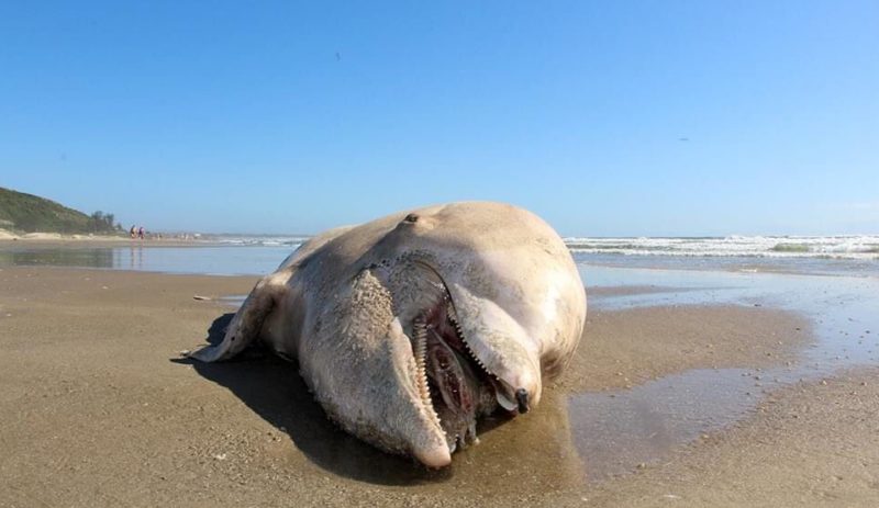 Boto foi encontrado na praia do Mar Grosso em Laguna – Foto: Elvis Palma/Divulgação/ND