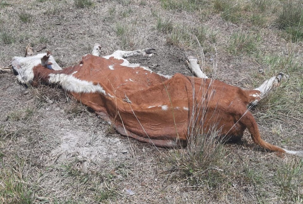 Boi foi encontrado morto em propriedade rural de Uruguaiana — Foto: Polícia Civil/Divulgação