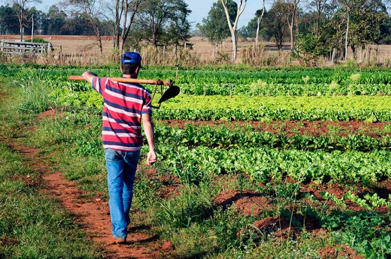 Estimativas indicam que 70% dos alimentos consumidos no país vêm da agricultura familiar - Jorge Etecheber/SESC-SP