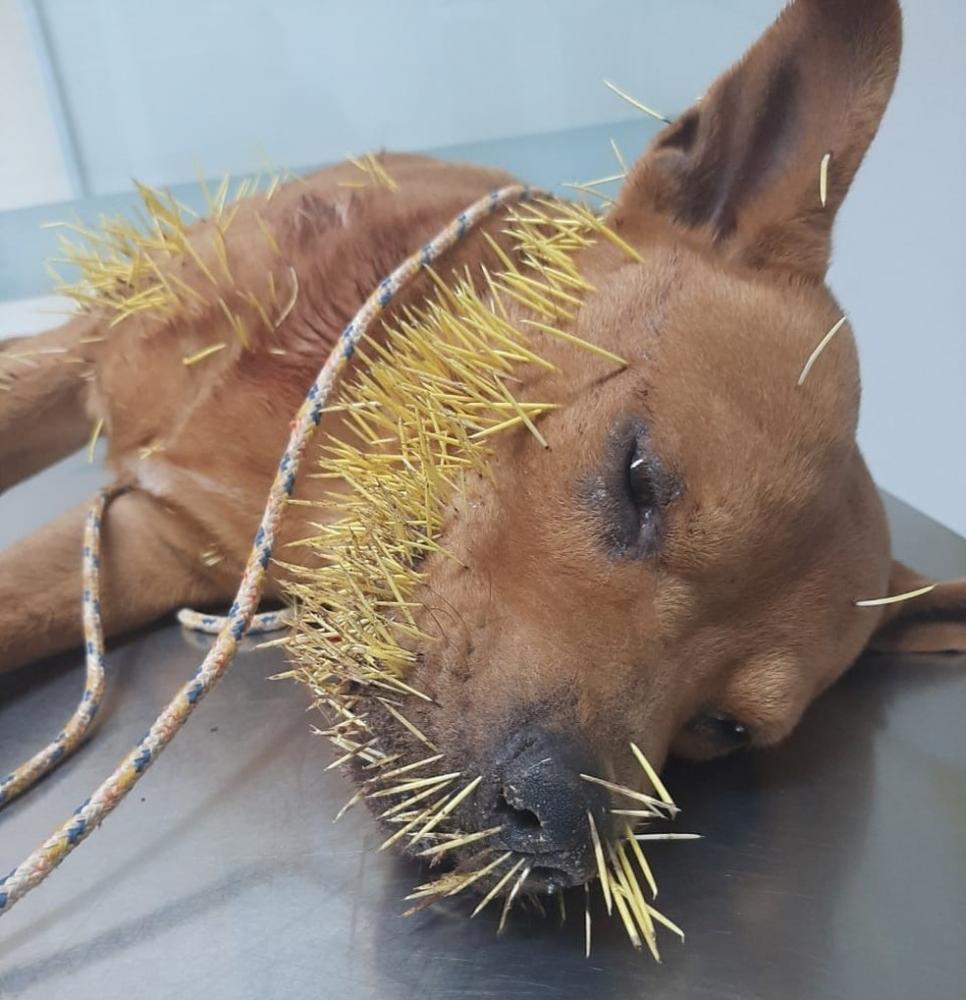 Cachorro leva a pior após briga com ouriço em Araras e é socorrido — Foto: Dr. Apolari/Arquivo Pessoal