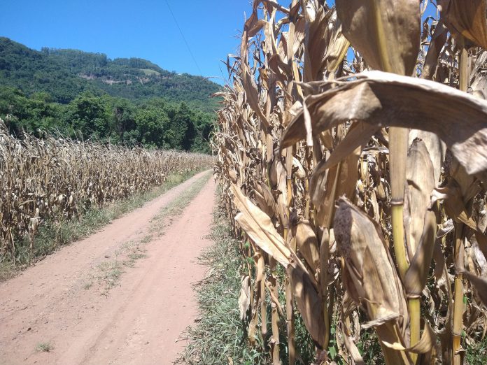 Lavoura de milho perdida em Pouso Novo (Foto: Alício de Assunção)