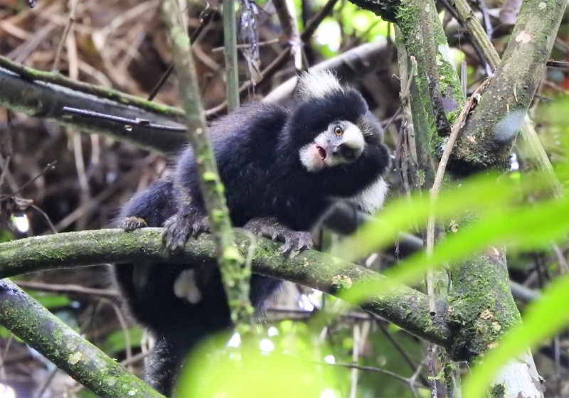 Câmeras trap Parque das Neblinas