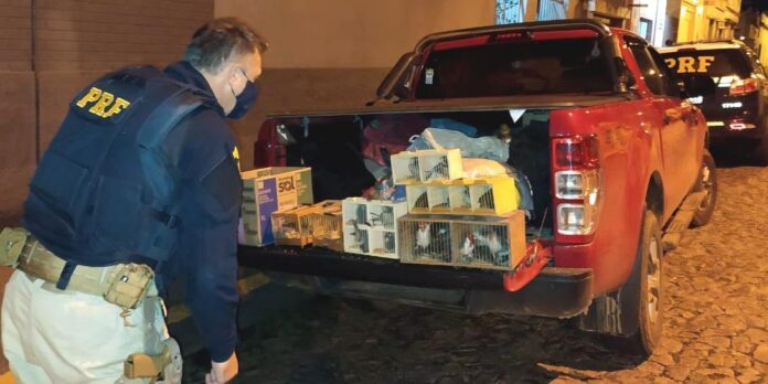 Motorista saiu de Pedro Osório e viajava para Criciúma, em Santa Catarina. Foto: Polícia Rodoviária Federal/Divulgação