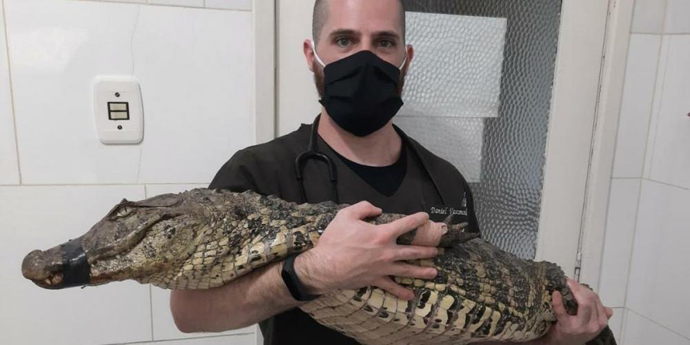 Animal de 1,70 centímetros e 23,7 quilos foi acolhido pela ONG Voluntários da Fauna para avaliação médica | Foto: Andrei Felipe Schaefer Scheibe / Divulgação / CP