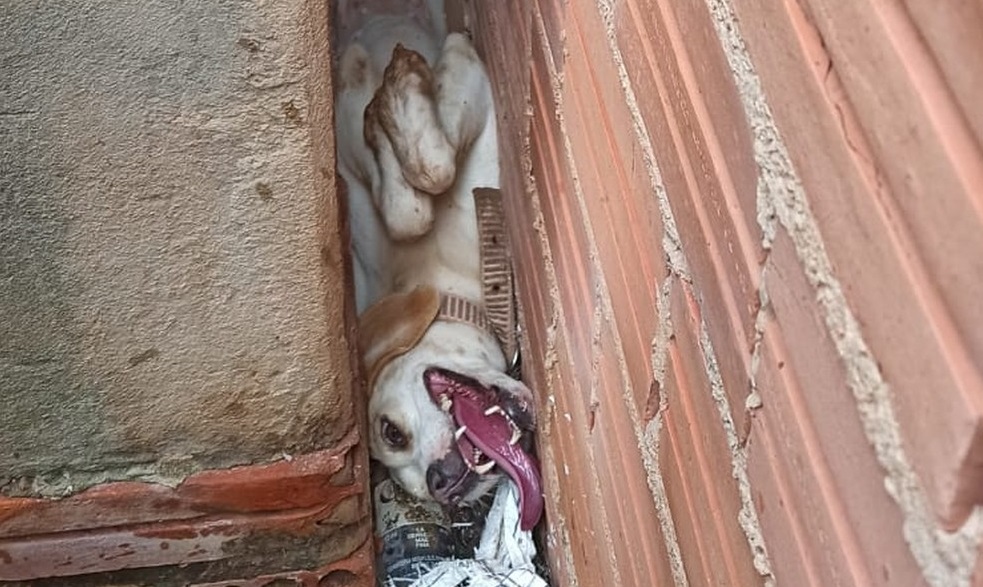 Cachorrinha Laika ficou presa entre paredes após se esconder do som de fogos — Foto: Corpo de Bombeiros/Reprodução/Pimenta Virtual