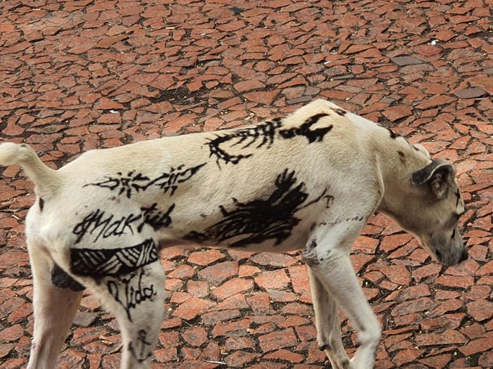 Foto: Divulgação